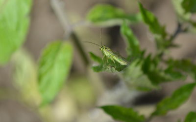 L’équinoxe du printemps